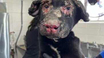City of San Bernardino Seeking the Public’s Help to Identify Individuals Responsible for a Severely Burned Puppy