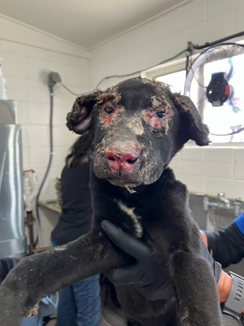 City of San Bernardino Seeking the Public’s Help to Identify Individuals Responsible for a Severely Burned Puppy