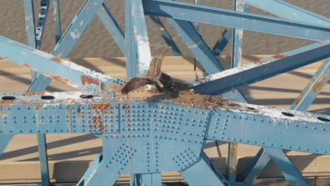 Birds forced to build new home after storm destroys McClugage Bridge nest