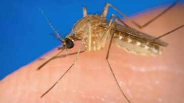Help protect against West Nile Virus in Menlo Park