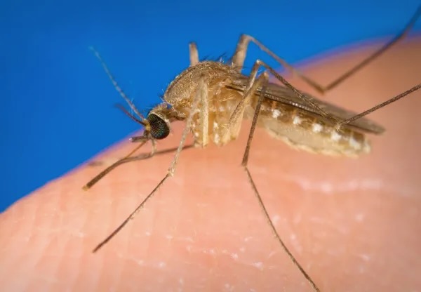 Help protect against West Nile Virus in Menlo Park