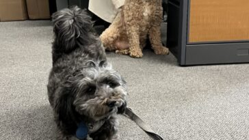 Paws Up! Join the Dog Days of Summer Photo Contest!