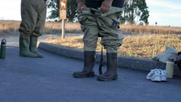 Keeping track of Olympia oysters, once abundant and now in decline on Richmond’s shoreline