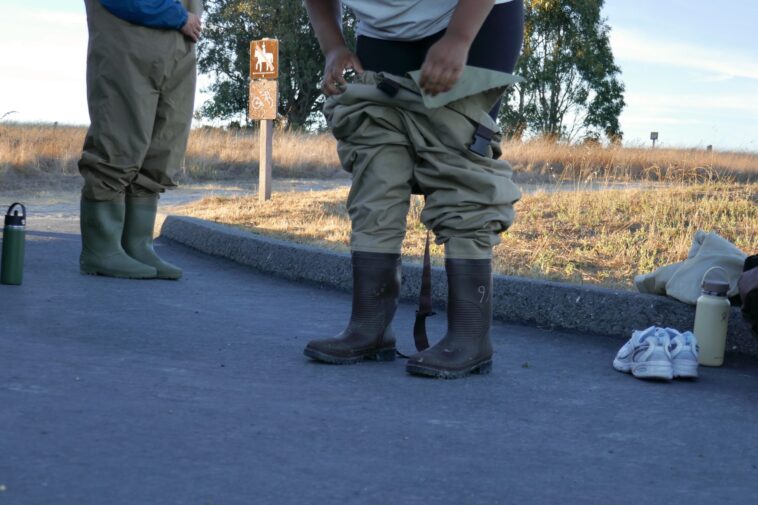Keeping track of Olympia oysters, once abundant and now in decline on Richmond’s shoreline
