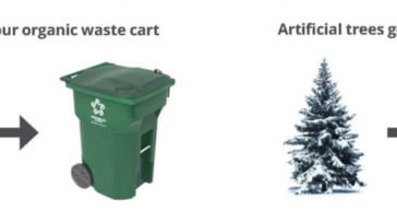 What to do with the Christmas tree now? If it’s real, it’s compostable.