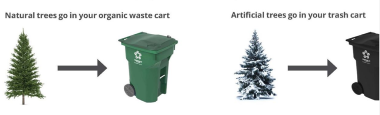 What to do with the Christmas tree now? If it’s real, it’s compostable.