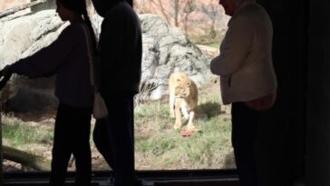 Plans progress for the Sacramento Zoo move