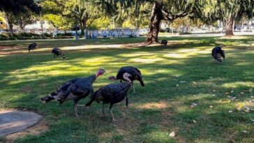 Wildlife roaming Sacramento State: Beloved mascots or campus menace?