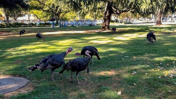 Wildlife roaming Sacramento State: Beloved mascots or campus menace?