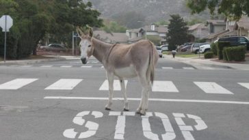Donkeys: An unexpected icon of the Inland Empire