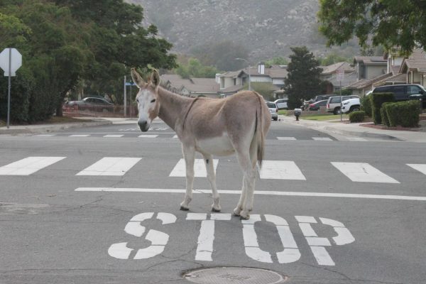 Donkeys: An unexpected icon of the Inland Empire