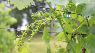 From Seed to Sale: Horticulture at ARC